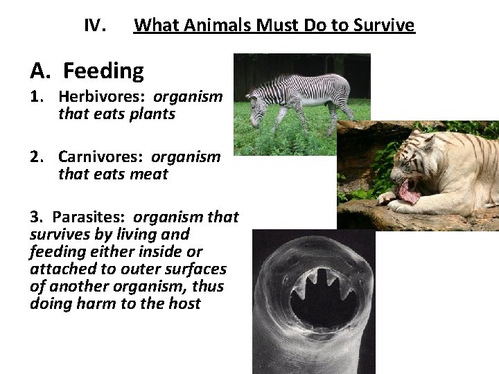 IV. What Animals Must Do to Survive A. Feeding 1. Herbivores: organism that eats