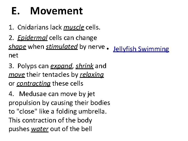E. Movement 1. Cnidarians lack muscle cells. 2. Epidermal cells can change shape when
