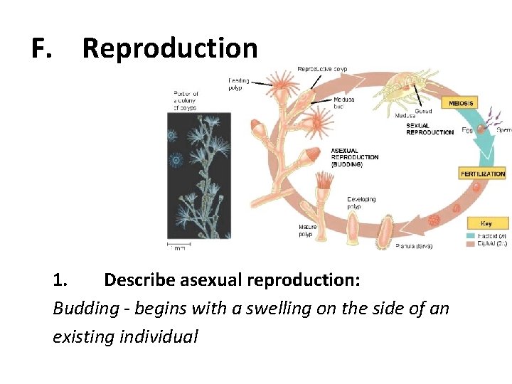 F. Reproduction 1. Describe asexual reproduction: Budding - begins with a swelling on the