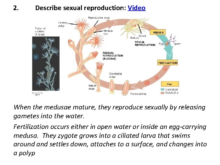 2. Describe sexual reproduction: Video When the medusae mature, they reproduce sexually by releasing