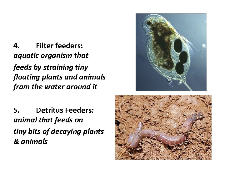 4. Filter feeders: aquatic organism that feeds by straining tiny floating plants and animals