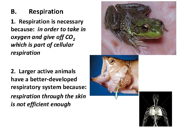 B. Respiration 1. Respiration is necessary because: in order to take in oxygen and