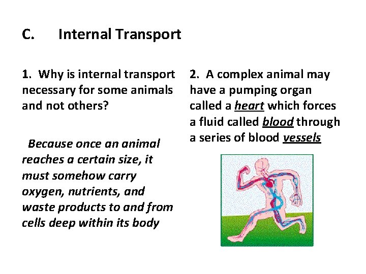 C. Internal Transport 1. Why is internal transport necessary for some animals and not