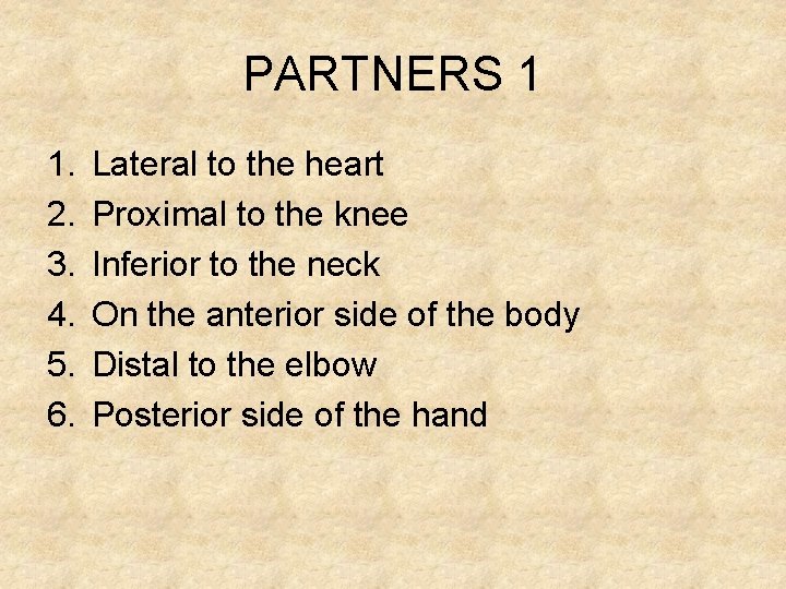 PARTNERS 1 1. 2. 3. 4. 5. 6. Lateral to the heart Proximal to