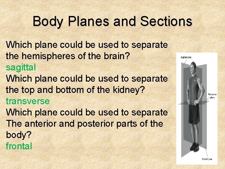 Body Planes and Sections Which plane could be used to separate the hemispheres of