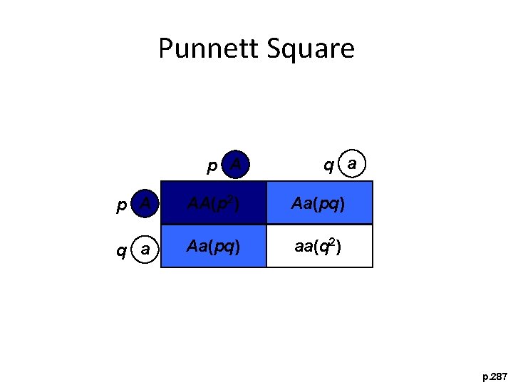 Punnett Square p A q a p A AA(p 2) Aa(pq) q a Aa(pq)