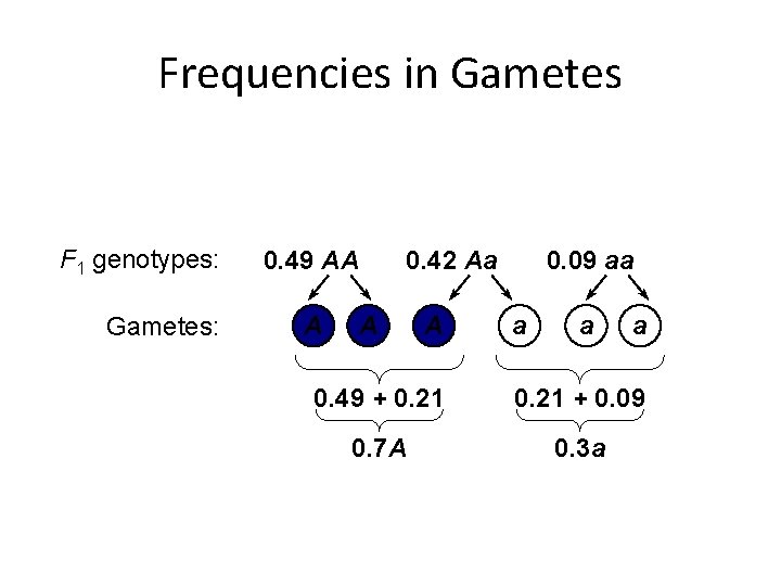 Frequencies in Gametes F 1 genotypes: Gametes: 0. 49 AA A 0. 42 Aa