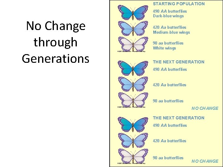 STARTING POPULATION No Change through Generations 490 AA butterflies Dark-blue wings 420 Aa butterflies