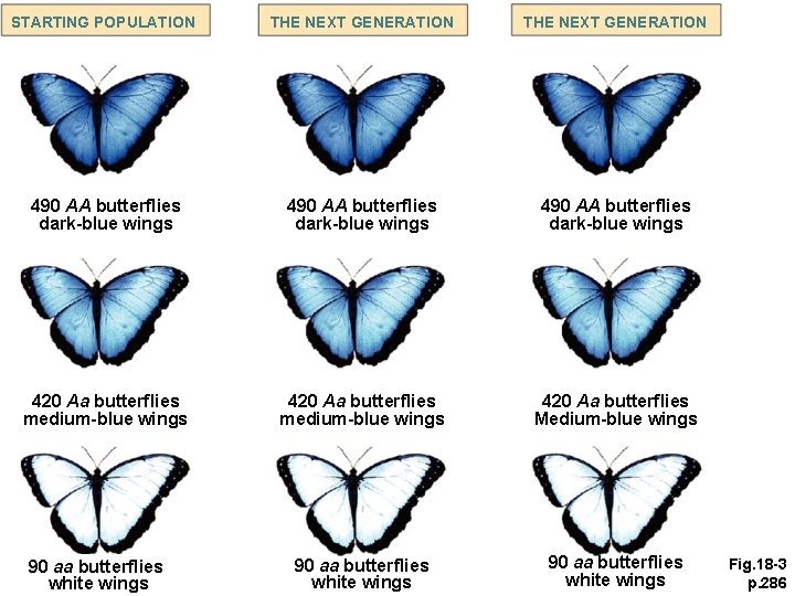 STARTING POPULATION THE NEXT GENERATION 490 AA butterflies dark-blue wings 420 Aa butterflies medium-blue