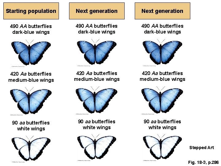 Starting population Next generation 490 AA butterflies dark-blue wings 420 Aa butterflies medium-blue wings
