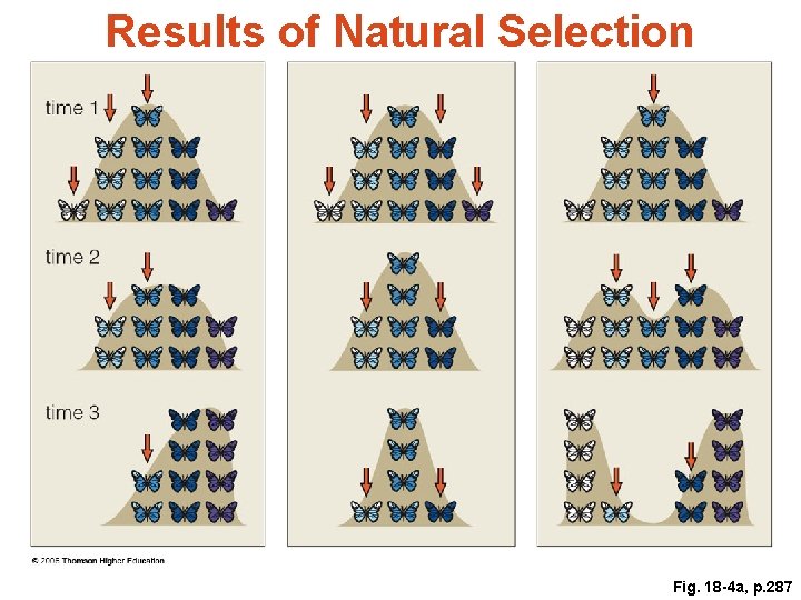 Results of Natural Selection Fig. 18 -4 a, p. 287 