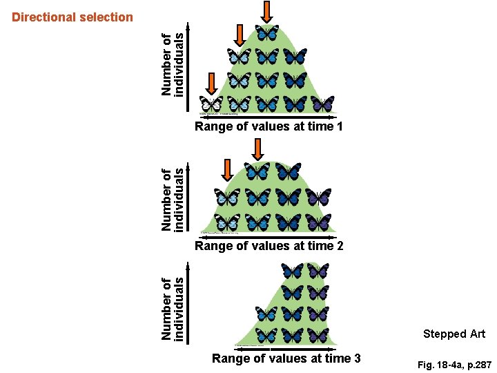 Number of individuals Directional selection Number of individuals Range of values at time 1