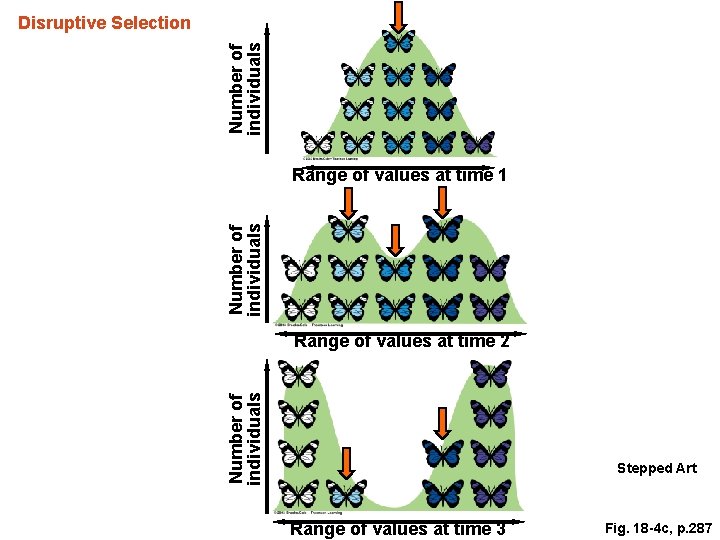 Number of individuals Disruptive Selection Number of individuals Range of values at time 1