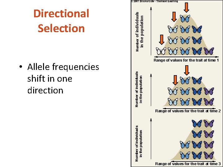 in the population Number of individuals in the population • Allele frequencies shift in