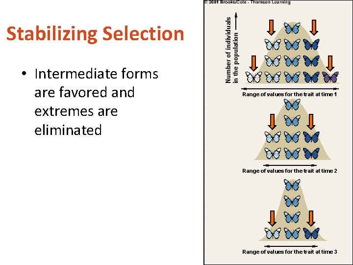  • Intermediate forms are favored and extremes are eliminated Number of individuals in