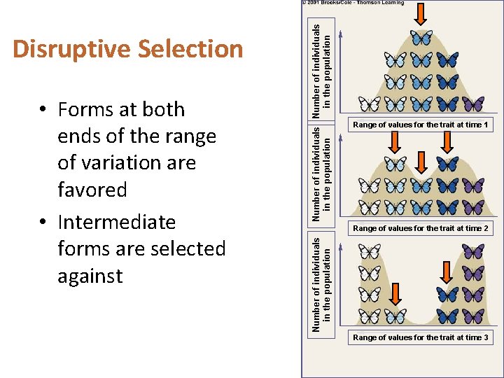 Number of individuals in the population • Forms at both ends of the range