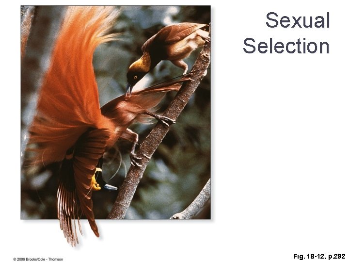 Sexual Selection Fig. 18 -12, p. 292 