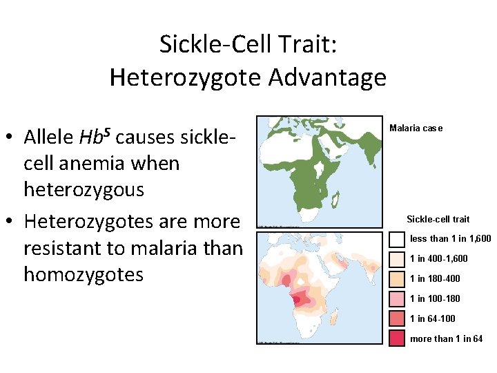Sickle-Cell Trait: Heterozygote Advantage Hb. S • Allele causes sicklecell anemia when heterozygous •