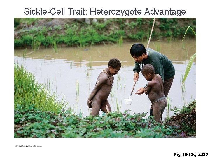 Sickle-Cell Trait: Heterozygote Advantage Fig. 18 -13 c, p. 293 