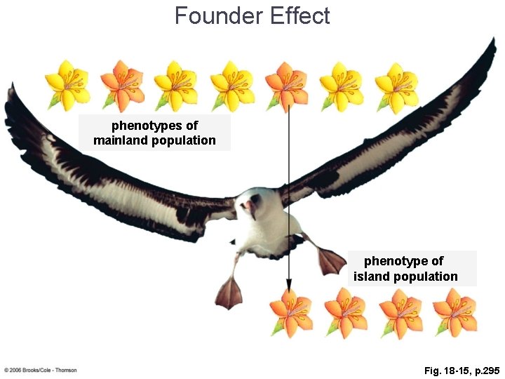 Founder Effect phenotypes of mainland population phenotype of island population Fig. 18 -15, p.