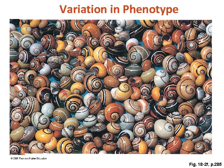 Variation in Phenotype Fig. 18 -2 f, p. 285 