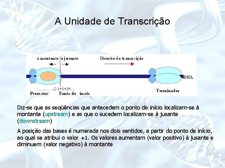 A Unidade de Transcrição Diz-se que as seqüências que antecedem o ponto de início