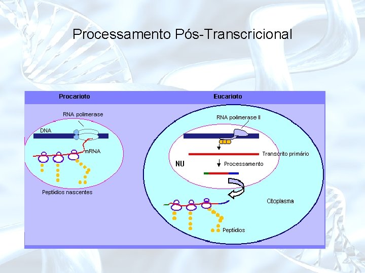 Processamento Pós-Transcricional 