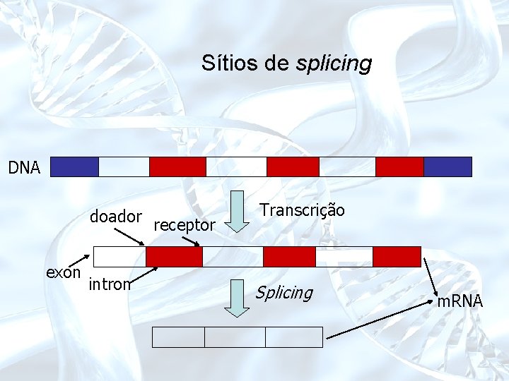 Sítios de splicing DNA doador exon intron receptor Transcrição Splicing m. RNA 