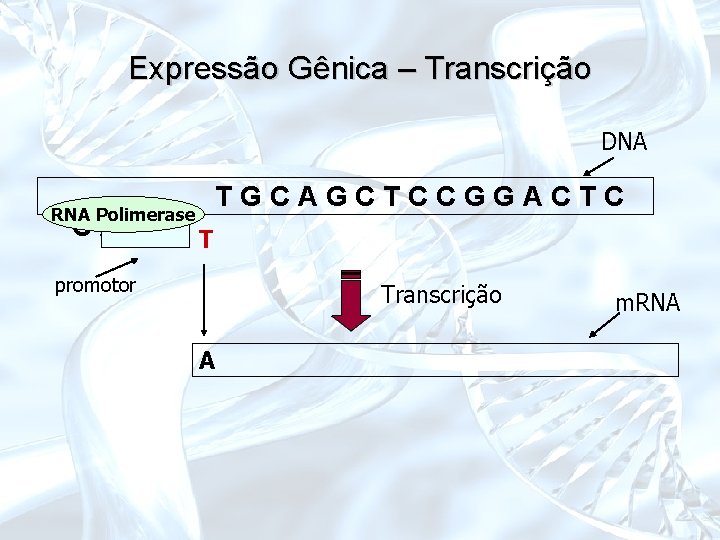 Expressão Gênica – Transcrição DNA RNA Polimerase CAT. . . T TGCAGCTCCGGACTC promotor Transcrição