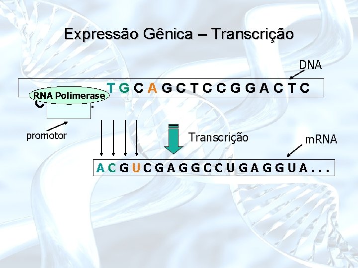 Expressão Gênica – Transcrição DNA RNA Polimerase CAT. . . promotor TGCAGCTCCGGACTC Transcrição m.