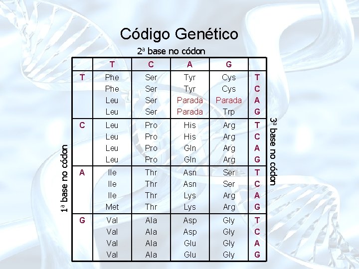 Código Genético T C A G T Phe Leu Ser Ser Tyr Parada Cys