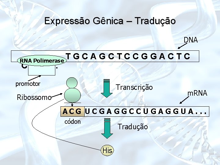 Expressão Gênica – Tradução DNA RNA Polimerase CAT. . . TGCAGCTCCGGACTC promotor Transcrição Ribossomo
