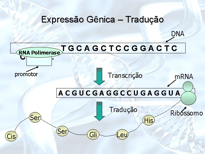 Expressão Gênica – Tradução DNA RNA Polimerase CAT. . . TGCAGCTCCGGACTC promotor Transcrição m.