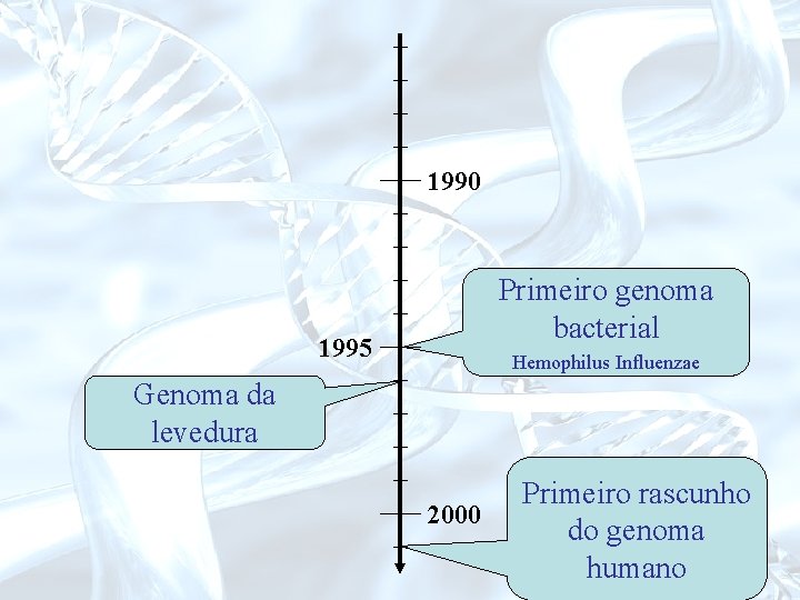 1990 Primeiro genoma bacterial 1995 Hemophilus Influenzae Genoma da levedura 2000 Primeiro rascunho do