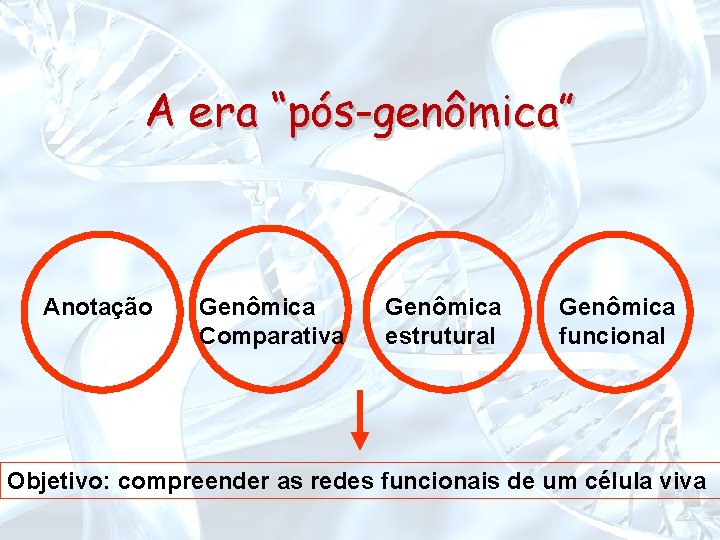 A era “pós-genômica” Anotação Genômica Comparativa Genômica estrutural Genômica funcional Objetivo: compreender as redes