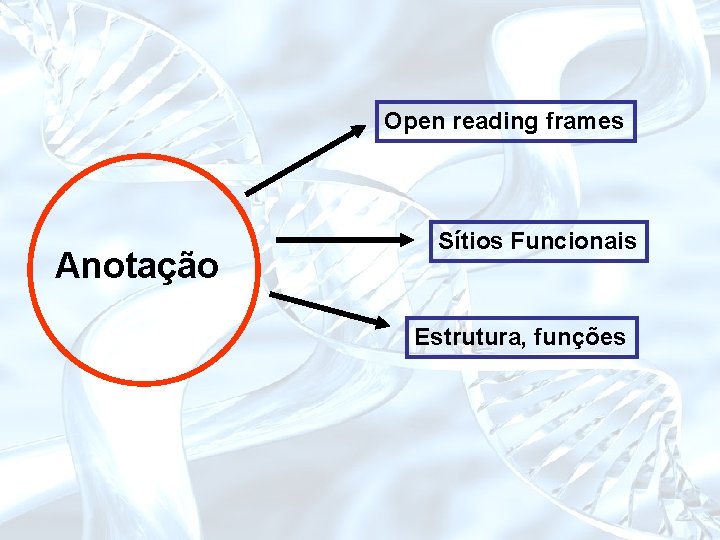 Open reading frames Anotação Sítios Funcionais Estrutura, funções 