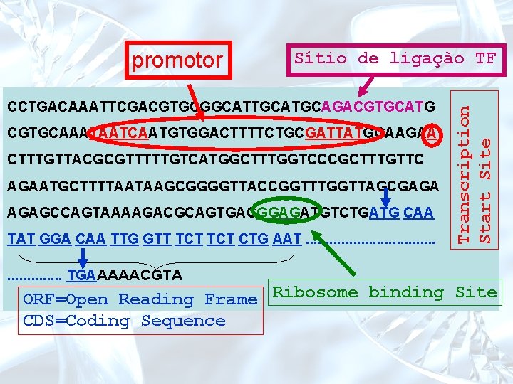 Sítio de ligação TF CCTGACAAATTCGACGTGCGGCATTGCAGACGTGCATG CGTGCAAATAATCAATGTGGACTTTTCTGCGATTATGGAAGAA CTTTGTTACGCGTTTTTGTCATGGCTTTGGTCCCGCTTTGTTC AGAATGCTTTTAATAAGCGGGGTTACCGGTTTGGTTAGCGAGA AGAGCCAGTAAAAGACGCAGTGACGGAGATGTCTGATG CAA TAT GGA CAA TTG