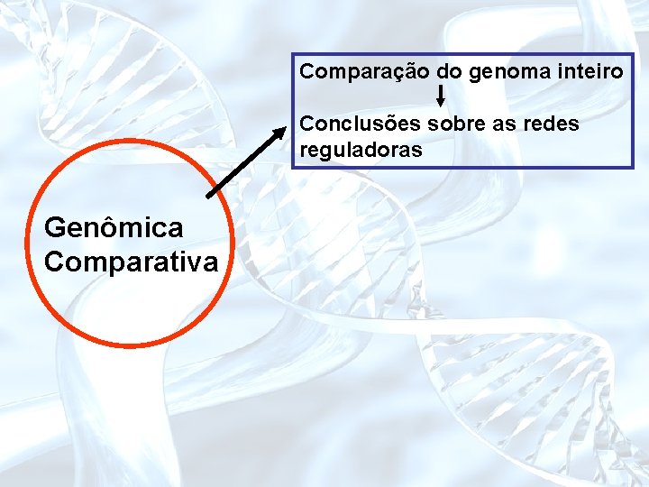 Comparação do genoma inteiro Conclusões sobre as redes reguladoras Genômica Comparativa 