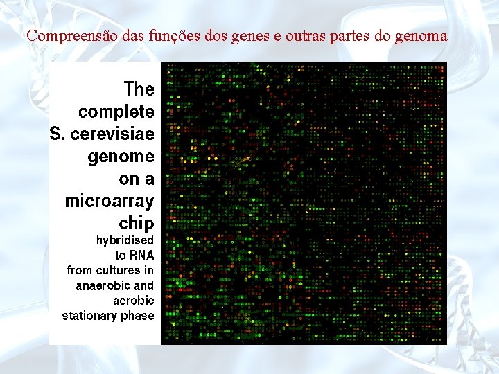 Compreensão das funções dos genes e outras partes do genoma 