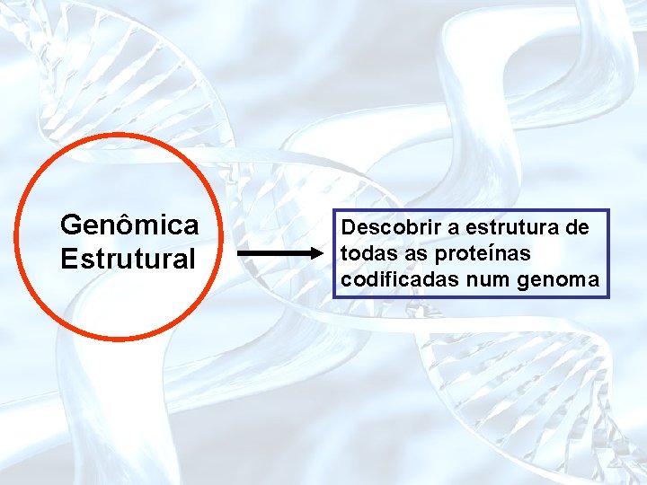 Genômica Estrutural Descobrir a estrutura de todas as proteínas codificadas num genoma 