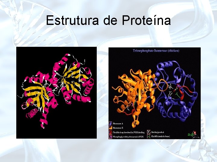 Estrutura de Proteína 