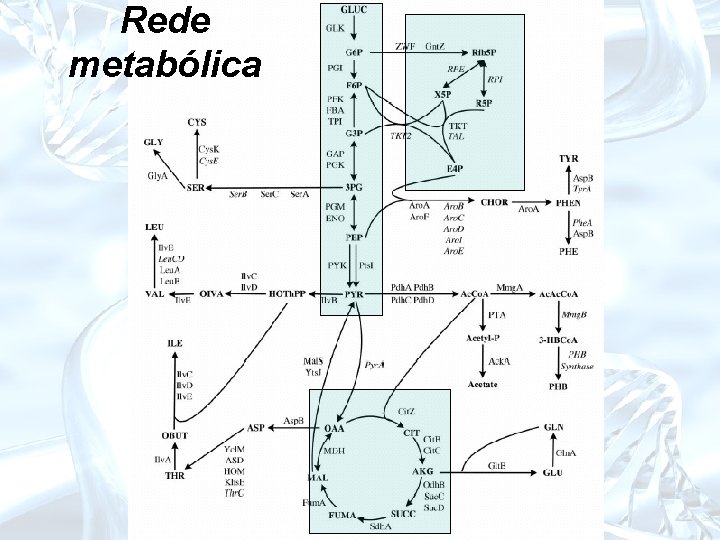 Rede metabólica 