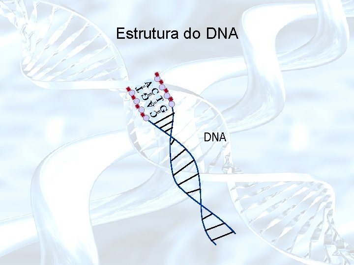 Estrutura do DNA || T A ||| AG CT || ||| C G DNA