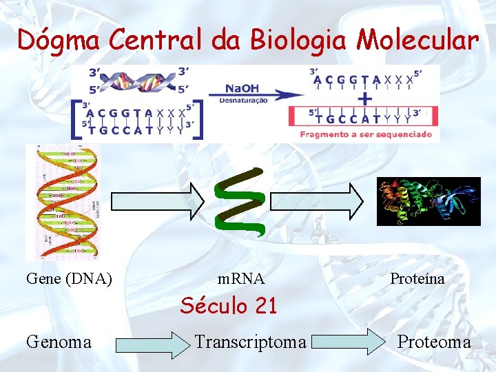 Dógma Central da Biologia Molecular Gene (DNA) m. RNA Proteína Século 21 Genoma Transcriptoma