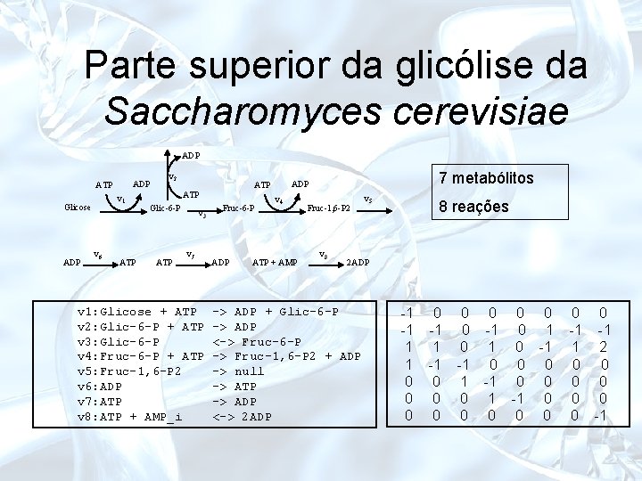 Parte superior da glicólise da Saccharomyces cerevisiae ADP ATP v 1 Glicose ADP v