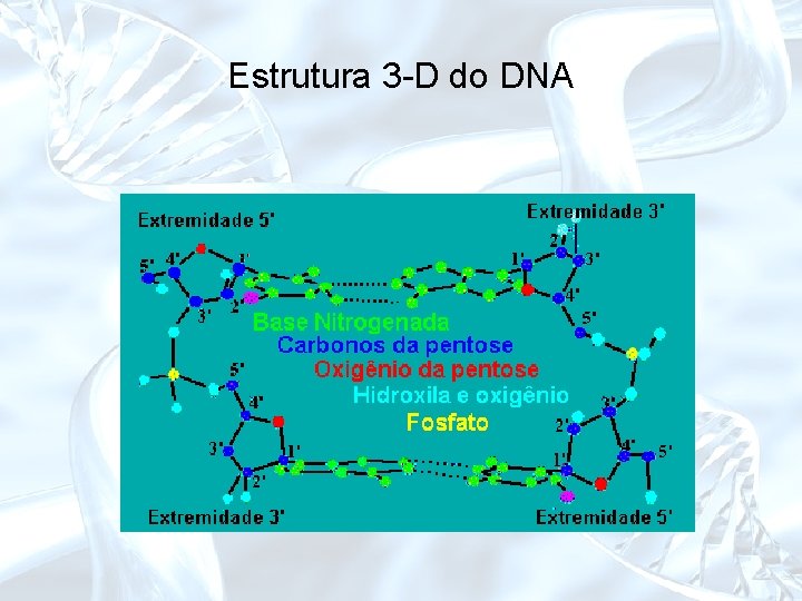 Estrutura 3 -D do DNA 