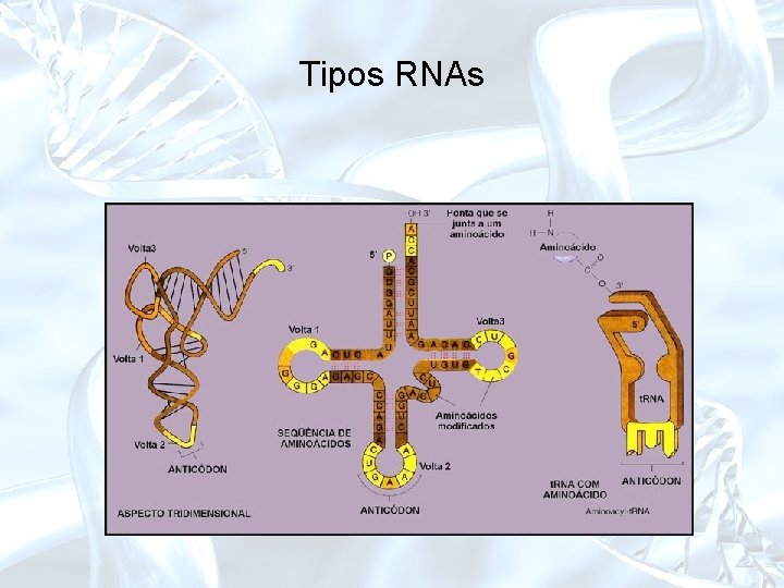 Tipos RNAs 