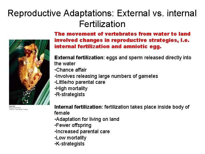 Reproductive Adaptations: External vs. internal Fertilization The movement of vertebrates from water to land