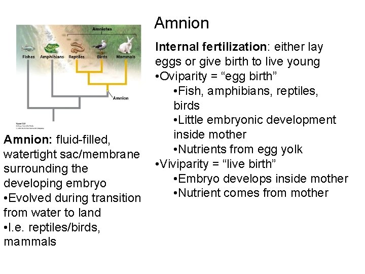 Amnion: fluid-filled, watertight sac/membrane surrounding the developing embryo • Evolved during transition from water