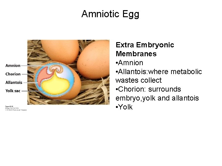 Amniotic Egg Extra Embryonic Membranes • Amnion • Allantois: where metabolic wastes collect •